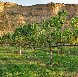 Wines of San Juan out in the vineyard